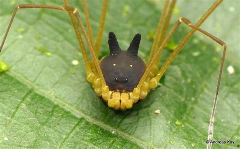 This Tiny Arachnid With a Black Bunny Head Is Totally